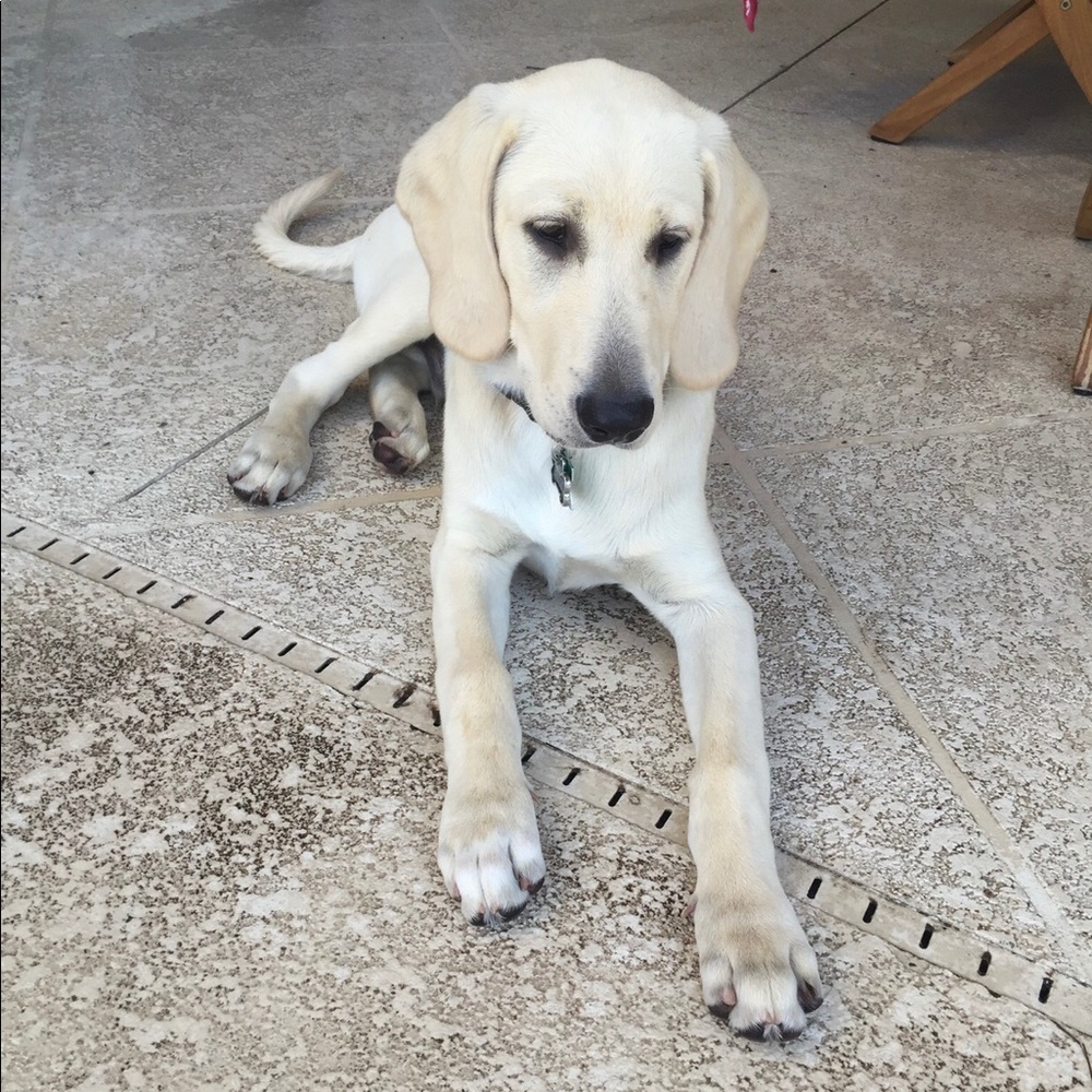 Meet your Posher, Belinda